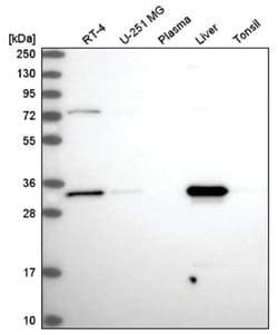 HADH Antibody, Novus Biologicals:Antibodies:Primary Antibodies