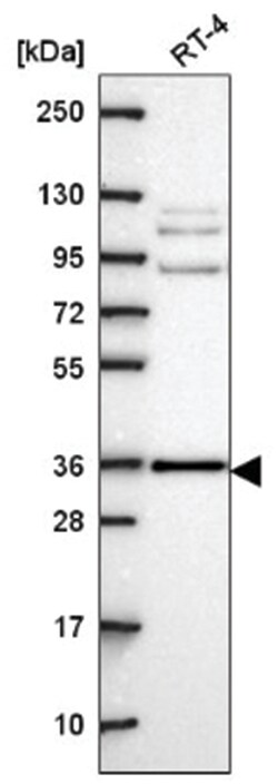 HAX-1 Antibody, Novus Biologicals 100&mu;L; Unlabeled:Antibodies, Polyclonal