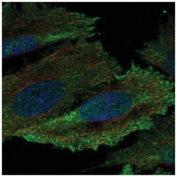 Hck Antibody, Novus Biologicals 100&mu;L; Unlabeled:Antibodies, Polyclonal