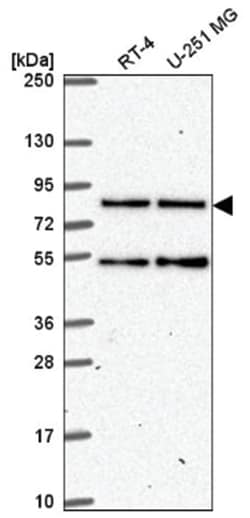HEATR3 Antibody, Novus Biologicals:Antibodies:Primary Antibodies