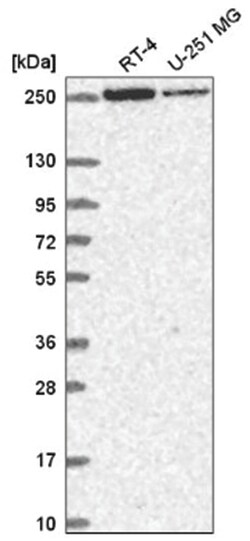 HEATR5B Antibody, Novus Biologicals:Antibodies:Primary Antibodies
