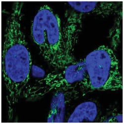 HEATR6 Antibody, Novus Biologicals:Antibodies:Primary Antibodies
