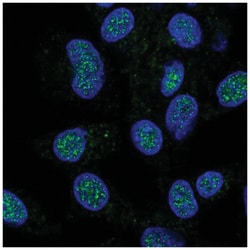 HECTD1 Antibody, Novus Biologicals:Antibodies:Primary Antibodies