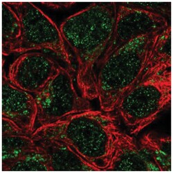 Heparan Sulfate 2-O-Sulfotransferase 1/HS2ST1 Antibody, Novus Biologicals