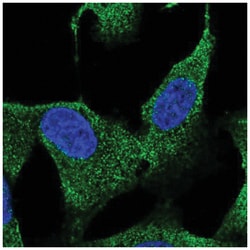 Heparan Sulfate Glucosamine 3-O-Sulfotransferase 3 Antibody, Novus Biologicals