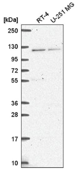 HERC4 Antibody, Novus Biologicals:Antibodies:Primary Antibodies