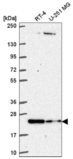 HES-4 Antibody, Novus Biologicals 100&mu;L; Unlabeled:Antibodies, Polyclonal