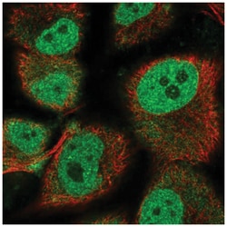 HEY1 Antibody, Novus Biologicals:Antibodies:Primary Antibodies