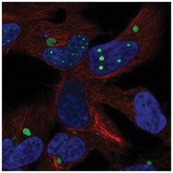 HEY2 Antibody, Novus Biologicals 25 &mu;L, Unlabeled:Antibodies, Polyclonal