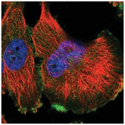 HGFR/c-MET Antibody, Novus Biologicals:Antibodies:Primary Antibodies