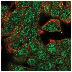 HHEX Antibody, Novus Biologicals:Antibodies:Primary Antibodies