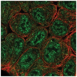 HIF-2 alpha/EPAS1 Antibody, Novus Biologicals 100&mu;L; Unlabeled:Antibodies,