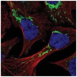 HINT2 Antibody, Novus Biologicals 25 &mu;L:Antibodies, Polyclonal
