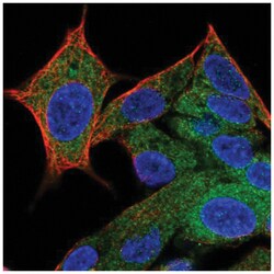 Hippocalcin like 4 Antibody, Novus Biologicals:Antibodies:Primary Antibodies