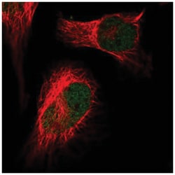 HIRA Antibody, Novus Biologicals:Antibodies:Primary Antibodies