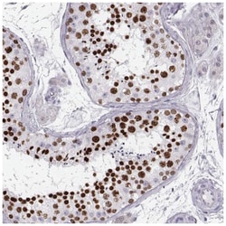 Histone H1T Antibody, Novus Biologicals 25 &mu;L, Unlabeled:Antibodies,