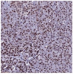Histone H2AX Antibody, Novus Biologicals:Antibodies:Primary Antibodies