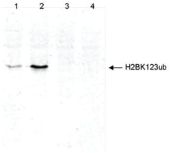 Histone H2B, ubiquitylated Lys123 Antibody (C.15200232), Novus Biologicals