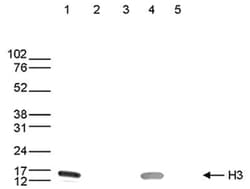 Histone H3 Antibody (1B1B2), Novus Biologicals 50 &mu;g | Buy Online | Novus Biologicals | Fisher Scientific