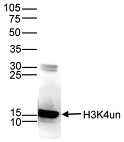 Histone H3 Antibody (C.15200149), Novus Biologicals 50&mu;g; Unlabeled:Antibodies,