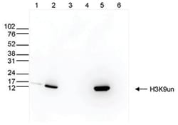 Histone H3 Antibody (C.15200187), Novus Biologicals 50&mu;g; Unlabeled:Antibodies,