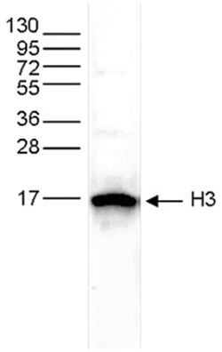 Histone H3, Dimethyl Lys27 Antibody, Novus Biologicals:Antibodies:Primary