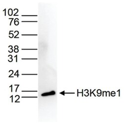 Histone H3, Monomethyl Lys9 Antibody, Novus Biologicals 50&mu;g; Unlabeled:Antibodies,