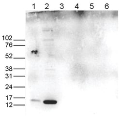Histone H3, ac Lys18 Antibody, Novus Biologicals 50&mu;g; Unlabeled:Antibodies,