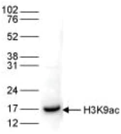 Histone H3, ac Lys9 Antibody, Novus Biologicals 50&mu;g; Unlabeled:Antibodies,