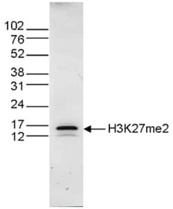 Histone H3, Dimethyl Lys27 Antibody, Novus Biologicals 50&mu;g; Unlabeled:Antibodies,