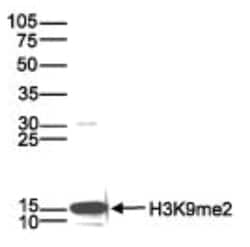 Histone H3, Dimethyl Lys9 Antibody (C.15200154), Novus Biologicals 50&mu;g;