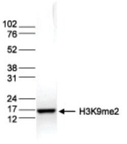 Histone H3, Dimethyl Lys9 Antibody, Novus Biologicals 50&mu;g; Unlabeled:Antibodies,