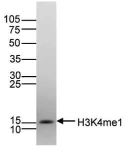 Histone H3, Methyl Lys4 Antibody (C.15200150), Novus Biologicals 50&mu;g;