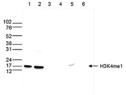 Histone H3, Methyl Lys4 Antibody, Novus Biologicals:Antibodies:Primary