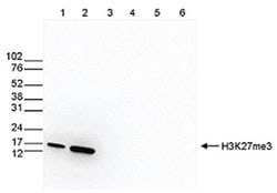 Histone H3, Trimethyl Lys27 Antibody, Novus Biologicals 50&mu;g; Unlabeled:Antibodies,
