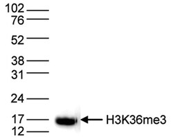 Histone H3, Trimethyl Lys36 Antibody, Novus Biologicals 50&mu;g; Unlabeled:Antibodies,