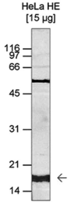 Histone H3, Trimethyl Lys4 Antibody, Novus Biologicals 50&mu;g; Unlabeled:Antibodies,
