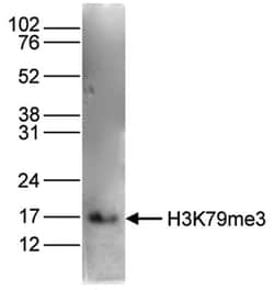 Histone H3, Trimethyl Lys79 Antibody, Novus Biologicals 50 &mu;g | Buy Online | Novus Biologicals | Fisher Scientific