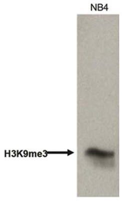 Histone H3, Methyl Lys4 Antibody, Novus Biologicals:Antibodies:Primary