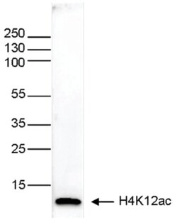 Histone H4, ac Lys12 Antibody (C.15200218), Novus Biologicals 50&mu;g;