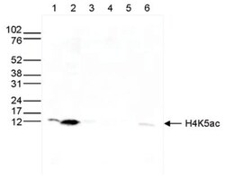 Histone H4, ac Lys5 Antibody, Novus Biologicals 50&mu;g; Unlabeled:Antibodies,