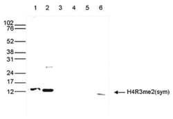 Histone H4, Dimethyl Arg3 Antibody, Novus Biologicals 50&mu;g; Unlabeled:Antibodies,