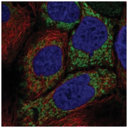HKDC1 Antibody, Novus Biologicals:Antibodies:Primary Antibodies