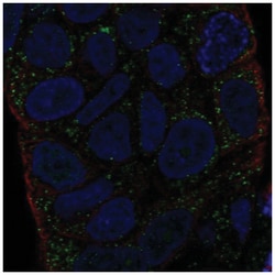 HLA DMA Antibody, Novus Biologicals:Antibodies:Primary Antibodies