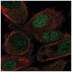 HLF Antibody, Novus Biologicals 25 &mu;L, Unlabeled:Antibodies, Polyclonal