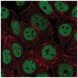 HNRNPUL2 Antibody, Novus Biologicals:Antibodies:Primary Antibodies
