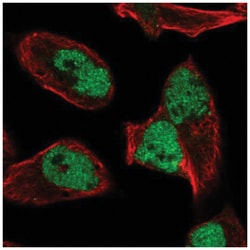 HNRNPUL2 Antibody, Novus Biologicals:Antibodies:Primary Antibodies
