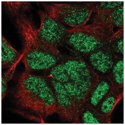 HOXC9 Antibody, Novus Biologicals:Antibodies:Primary Antibodies