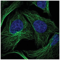 HS3ST3A1 Antibody, Novus Biologicals:Antibodies:Primary Antibodies