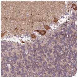 HS3ST5 Antibody, Novus Biologicals:Antibodies:Primary Antibodies